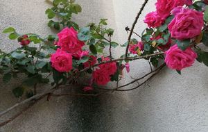 Les dames s'envoient des fleurs !